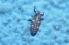 Coccinella septempunctata